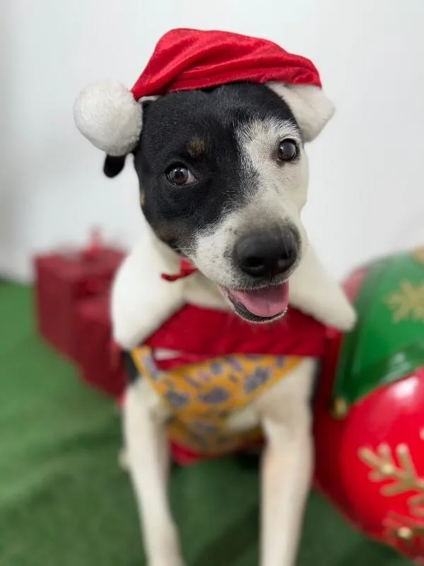 A young medium-sized female Tricolor (Brown, Black, & White) Rat Terrier dog named Patty for adoption in Carlsbad, CA