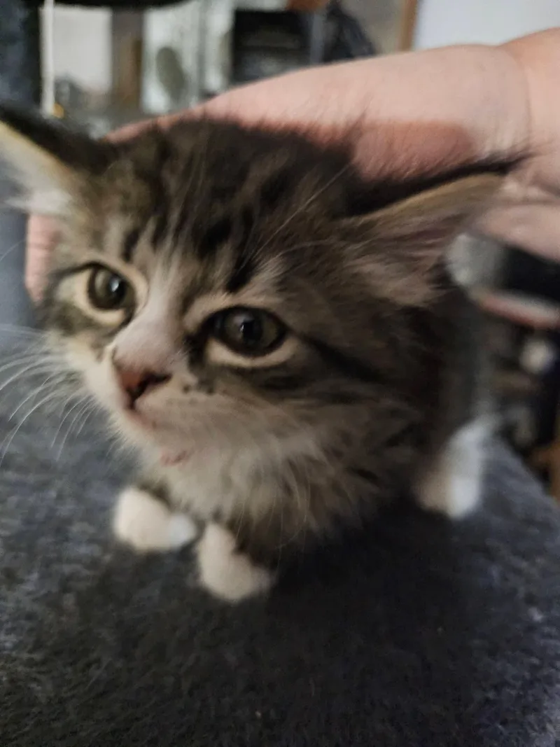 Harper thumbnail 2