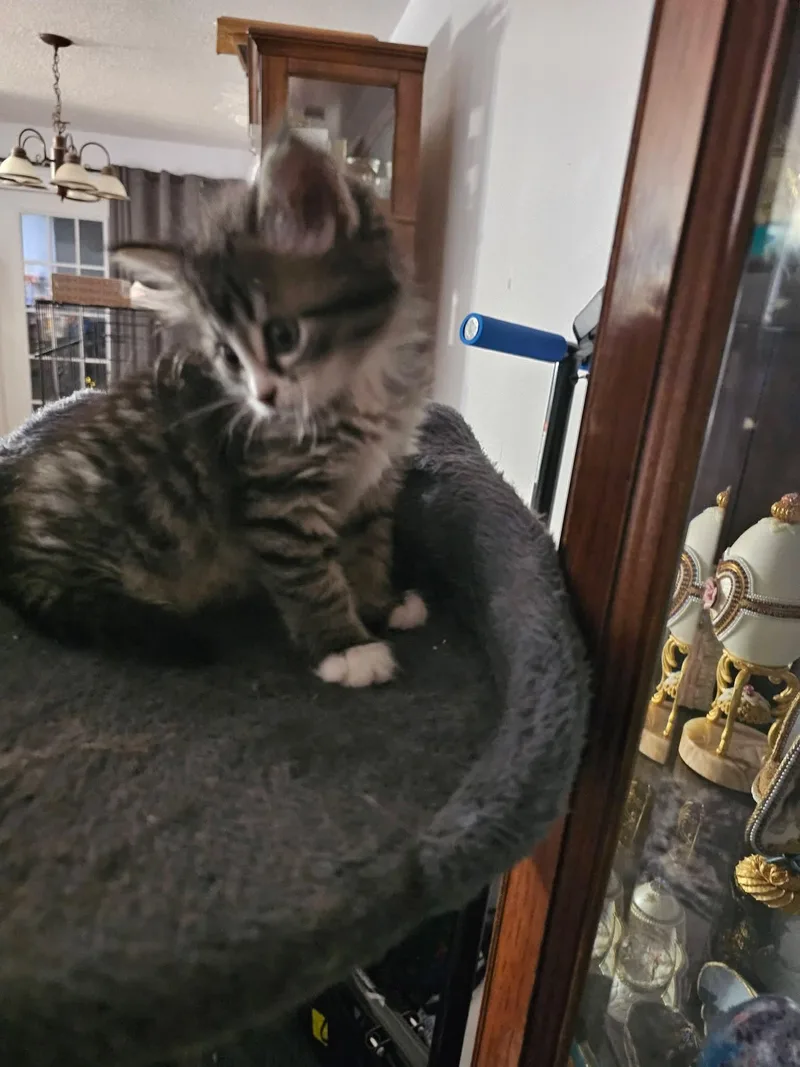 Harper thumbnail 3