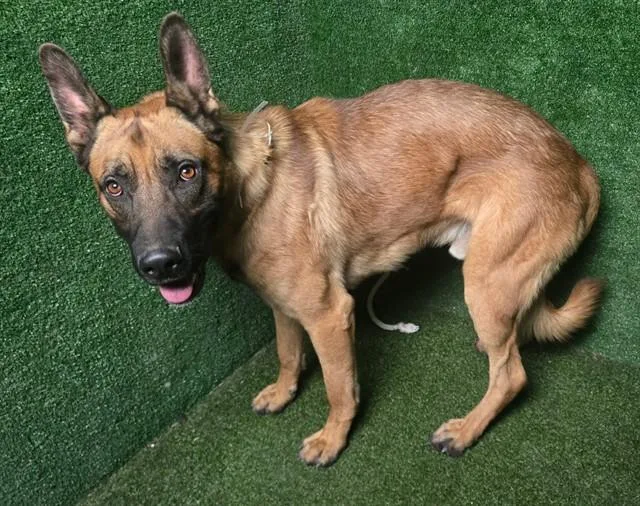 A young large-sized male German Shepherd Dog dog named Beowulf for adoption in Lancaster, CA