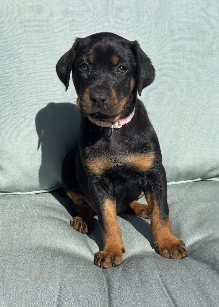 Peppermint Patty thumbnail 2