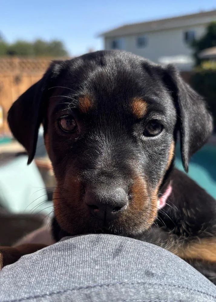 Peppermint Patty thumbnail 4