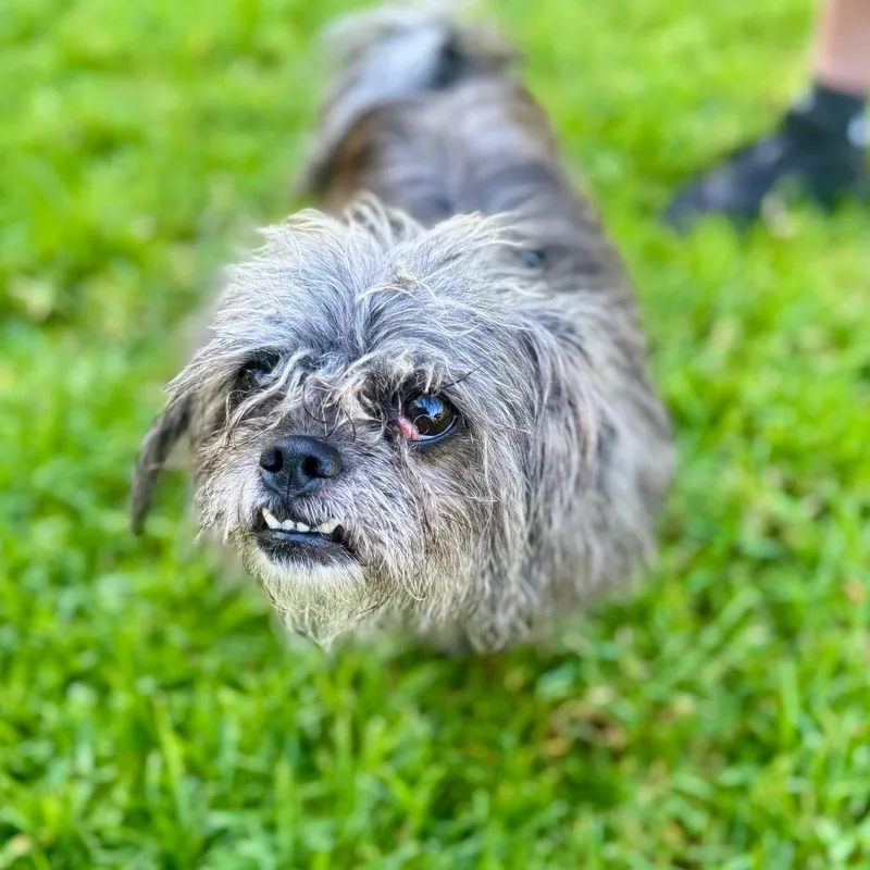 An adult small-sized female Pug dog named Bean  Chino Hills for adoption in Chino Hills, CA
