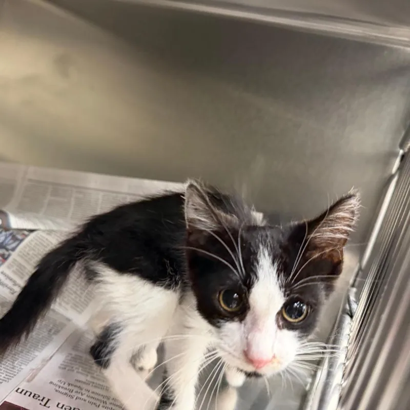 A baby small-sized male Black Domestic Short Hair cat named Snuffles for adoption in Auburn, AL