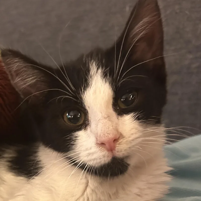Snuffles thumbnail 3