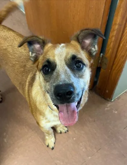 A young medium-sized male Australian Cattle Dog / Blue Heeler dog named Chicken Chunk for adoption in Rapid City, SD