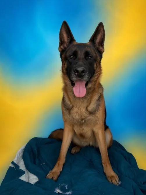 An adult large-sized female German Shepherd Dog dog named Meiko for adoption in San Pedro, CA