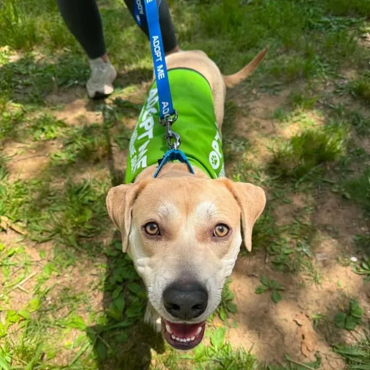 An adult medium-sized male Yellow / Tan / Blond / Fawn Mixed Breed dog named Huckleberry Finn for adoption in Fredericksburg, VA