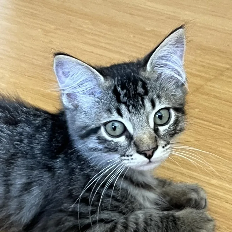 Rascal thumbnail 2