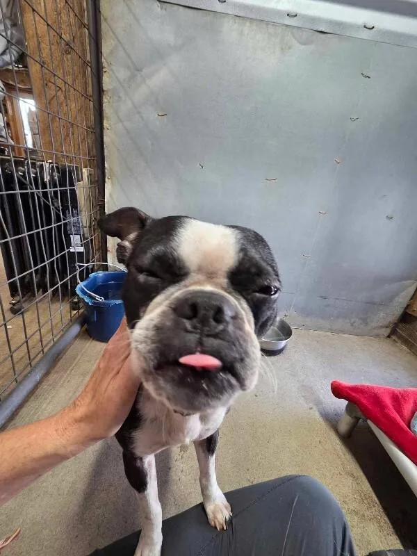 A young small-sized female Boston Terrier dog named Sadie for adoption in Windsor, CO