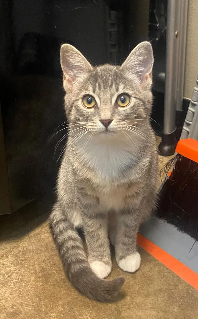 A baby medium-sized female Tabby (Gray / Blue / Silver) Tabby cat named Lily for adoption in Woodinville, WA
