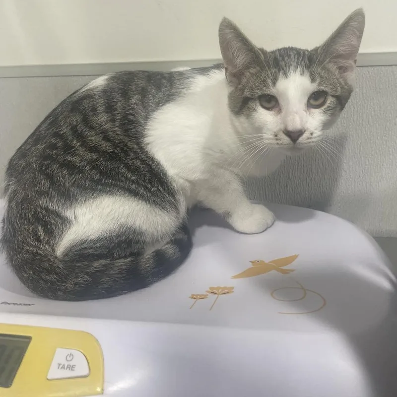 A baby medium-sized male White Domestic Short Hair cat named Luffy for adoption in Tampa, FL