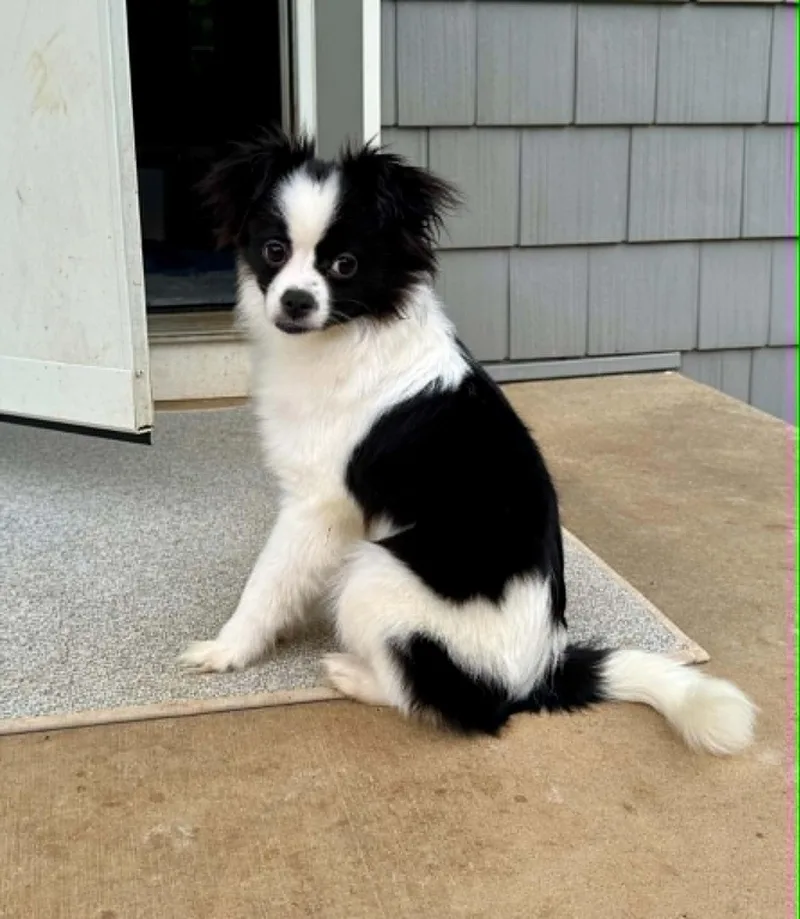 Daisy thumbnail 2