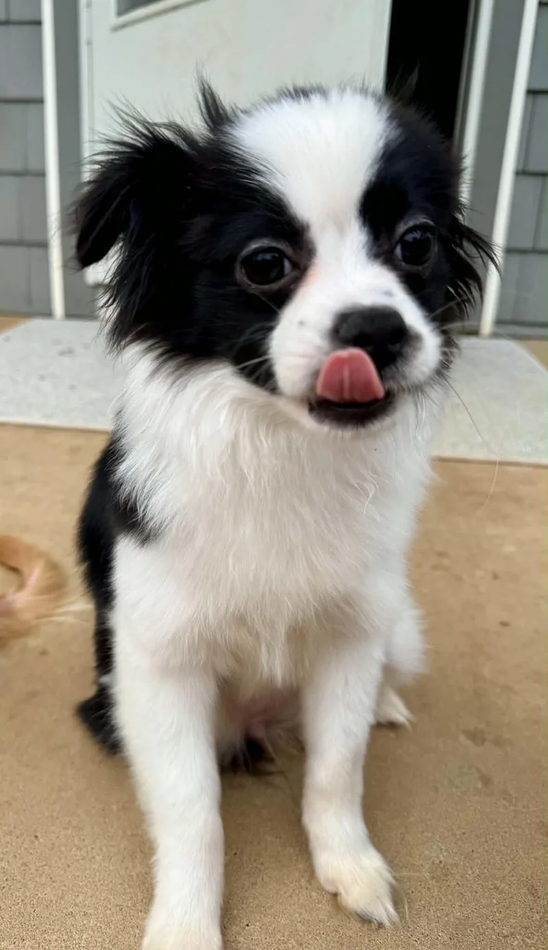 Daisy thumbnail 3