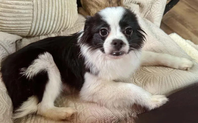 Daisy thumbnail 5