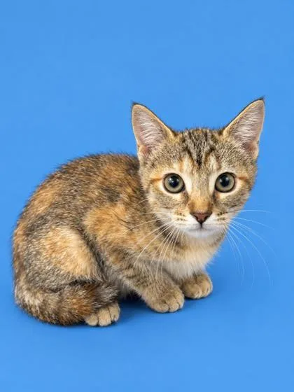 A baby small-sized female Domestic Short Hair cat named Pixie for adoption in Cumming, GA