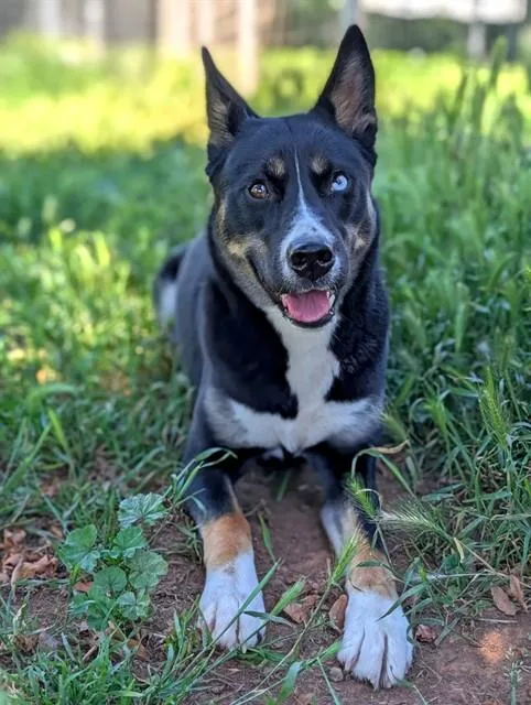 A young large-sized female German Shepherd Dog dog named Kelly for adoption in Sacramento, CA