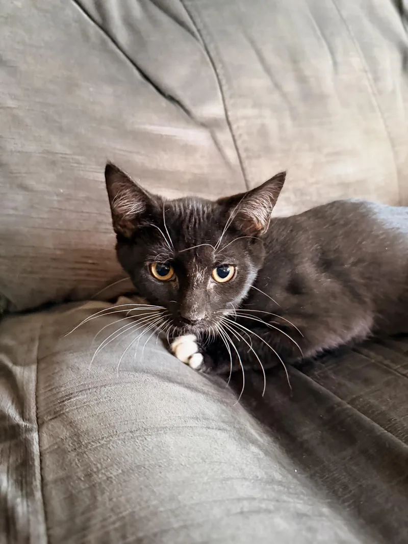 A baby medium-sized male Black & White / Tuxedo Domestic Short Hair cat named Lime for adoption in Philadelphia, PA