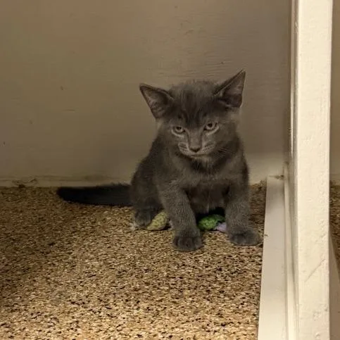 A baby small-sized male Domestic Short Hair cat named Somen for adoption in Tempe, AZ