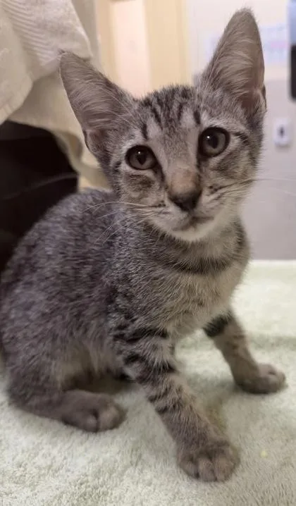 A baby small-sized female Domestic Short Hair cat named Elsa for adoption in Honolulu, HI