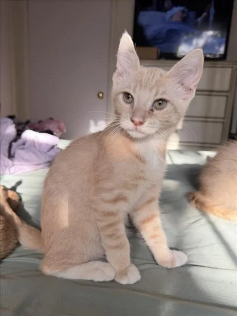 A baby small-sized male Domestic Short Hair cat named Aspen for adoption in Woodland, CA