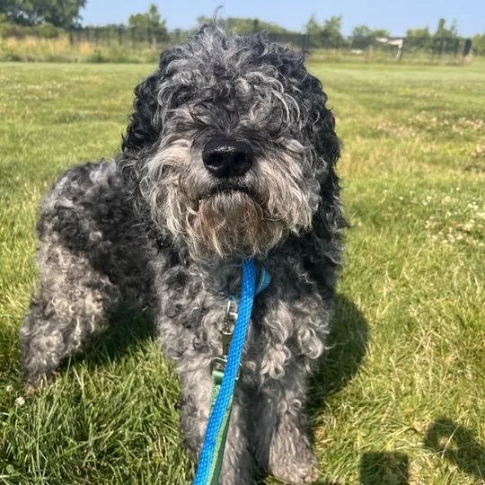 An adult medium-sized male Black Poodle dog named Patriot for adoption in Matteson, IL