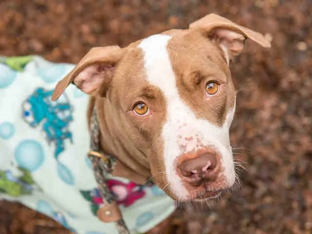 An adult large-sized female Pit Bull Terrier dog named Juliet for adoption in Charlotte, NC