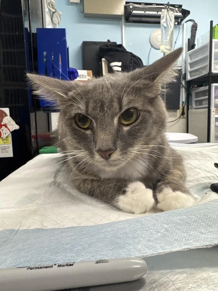 An adult large-sized female Domestic Medium Hair cat named Can Opener for adoption in Fort Walton Beach, FL