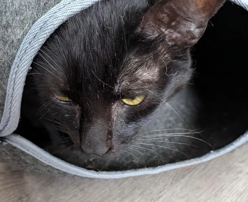 An adult small-sized male Domestic Short Hair cat named Tyson for adoption in Gorham, ME