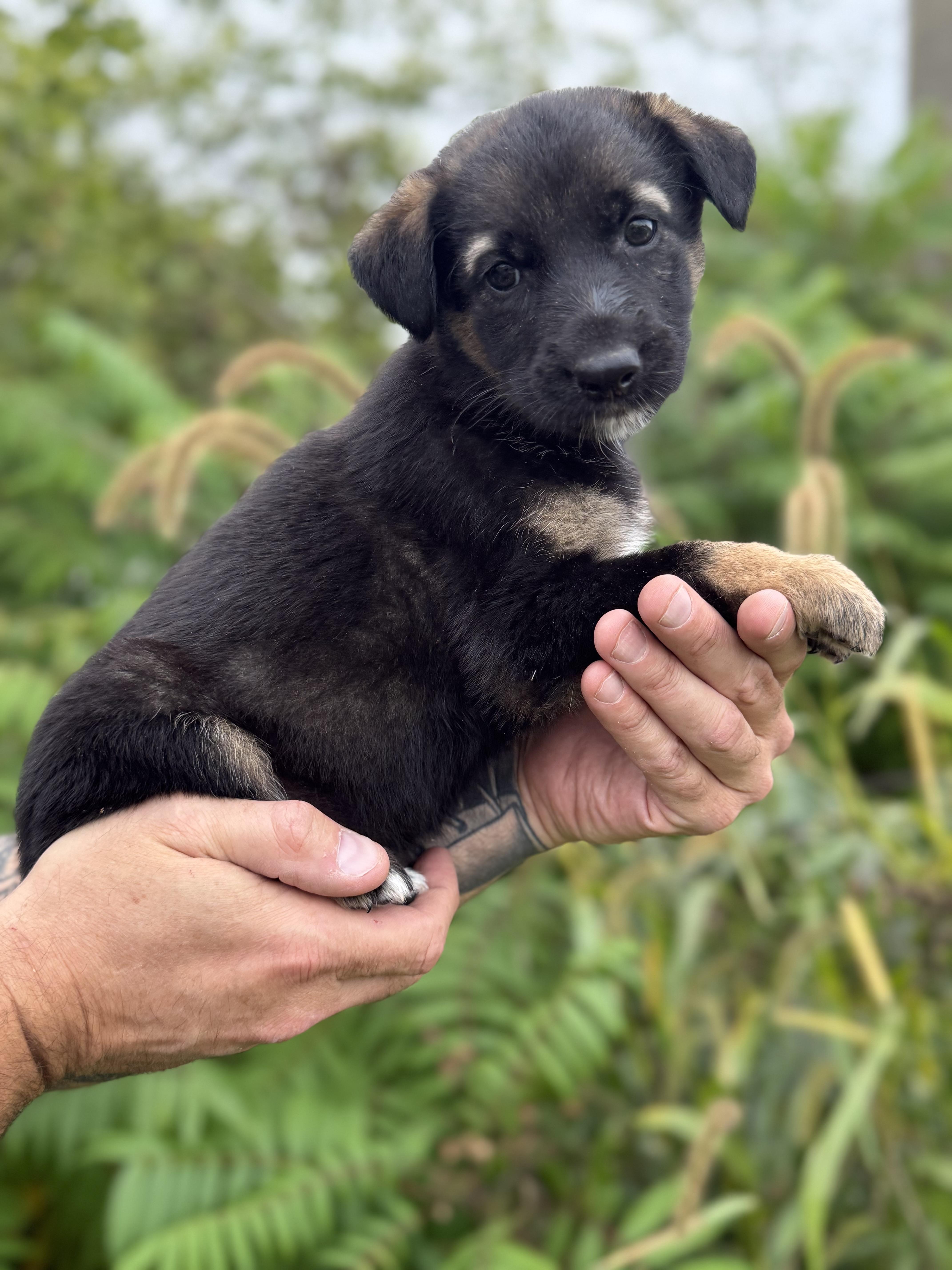 A baby medium-sized female Australian Shepherd dog named Gigi for adoption in Iron Ridge, WI