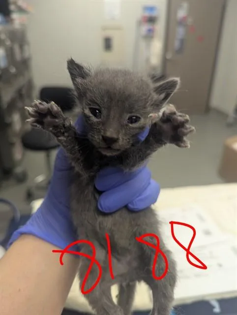 A baby small-sized female Domestic Short Hair cat named Zhuri for adoption in Ontario, CA