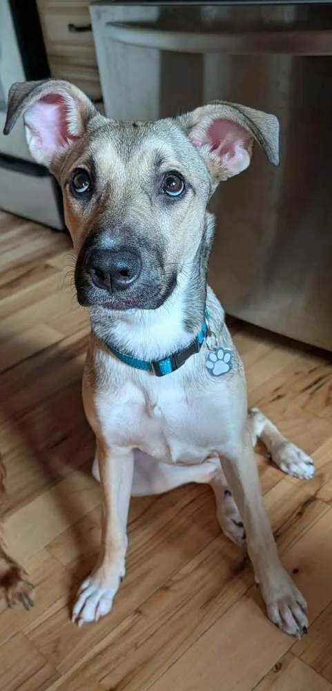 A baby small-sized female Shepherd dog named Micah for adoption in Amherst, NY