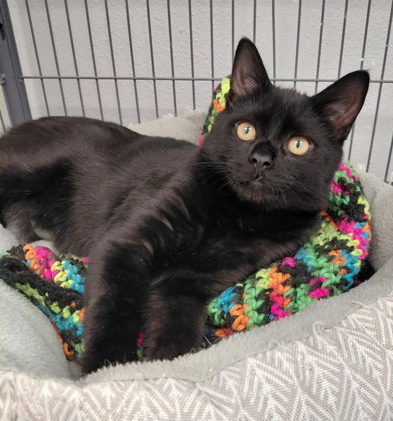 A young medium-sized male Black Domestic Short Hair cat named Clyde for adoption in Montello, WI