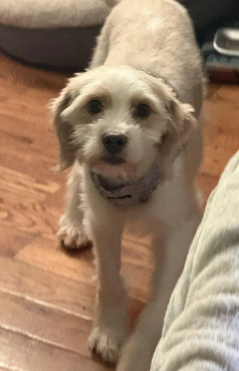 Zuki