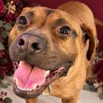 An adult medium-sized male Brown / Chocolate Boxer dog named Mosby for adoption in Norfolk, VA
