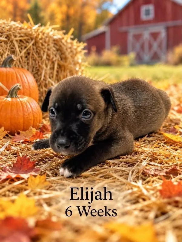 A baby medium-sized male Terrier dog named Elijah for adoption in Walker, LA