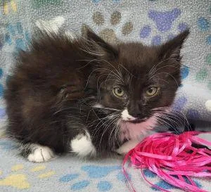 A young medium-sized female Domestic Short Hair cat named Gabby for adoption in Bucyrus, OH