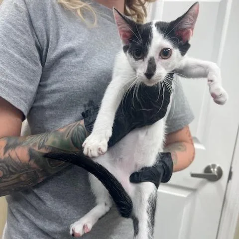 A baby small-sized female Domestic Short Hair cat named Andie Walsh for adoption in Lake Panasoffkee, FL