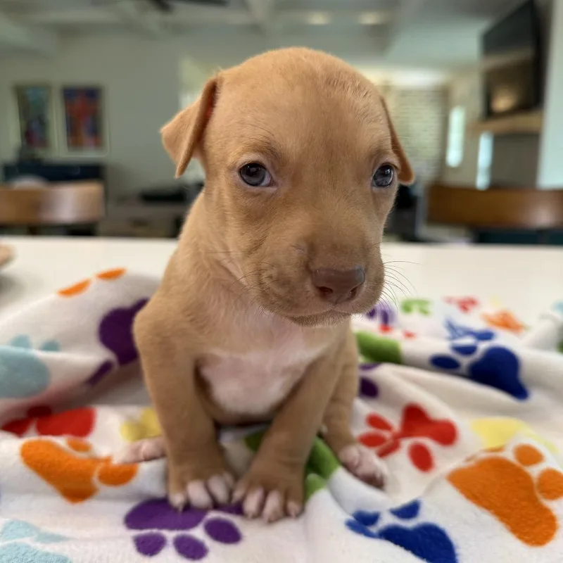 A baby small-sized male Yellow / Tan / Blond / Fawn Catahoula Leopard Dog dog named Alfalfa for adoption in New Orleans, LA