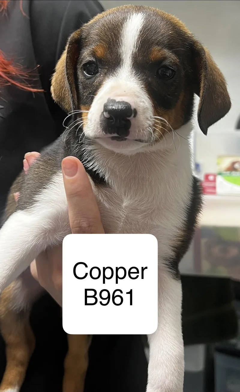 A baby small-sized male Black Shih Tzu dog named Copper for adoption in Morganton, NC