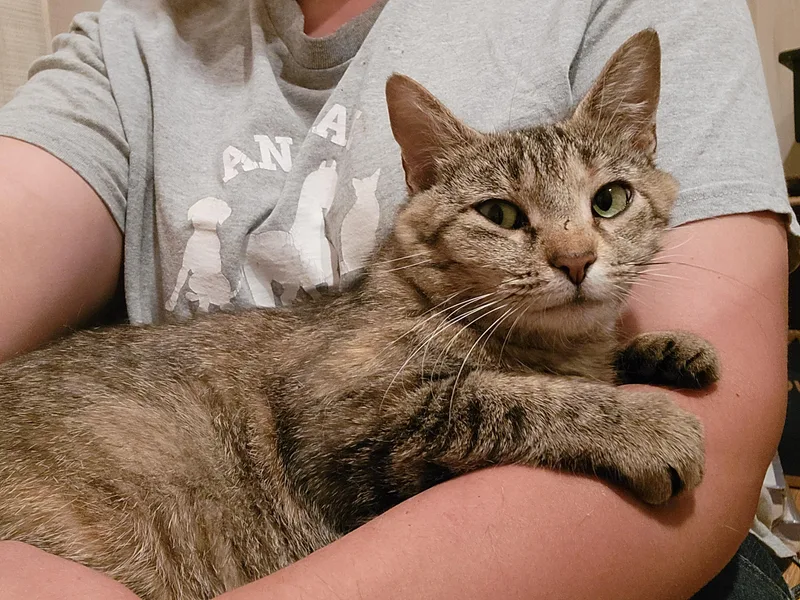 A baby medium-sized female Tabby (Brown / Chocolate) Domestic Short Hair cat named Bunnie for adoption in Mount Sterling, KY