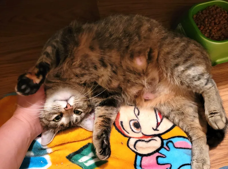 Bunnie thumbnail 5