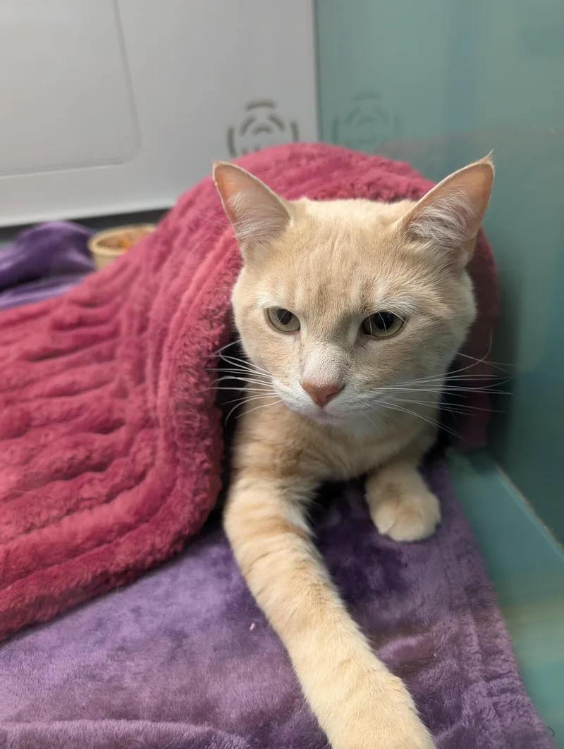 A young medium-sized male Buff / Tan / Fawn Domestic Short Hair cat named Apollo for adoption in Suffolk, VA