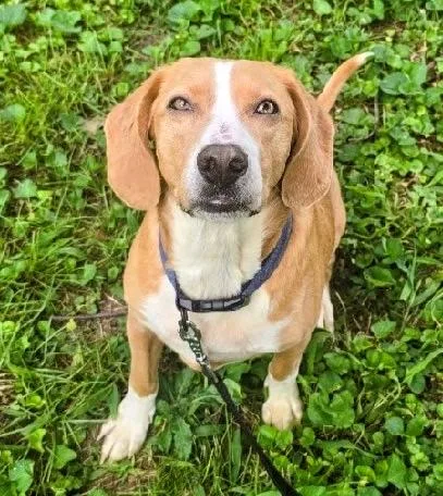 An adult medium-sized male Bicolor Beagle dog named Stolas for adoption in Scottsburg, IN