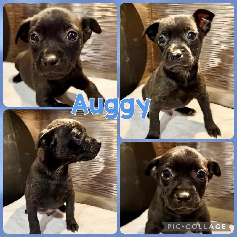 Auggy