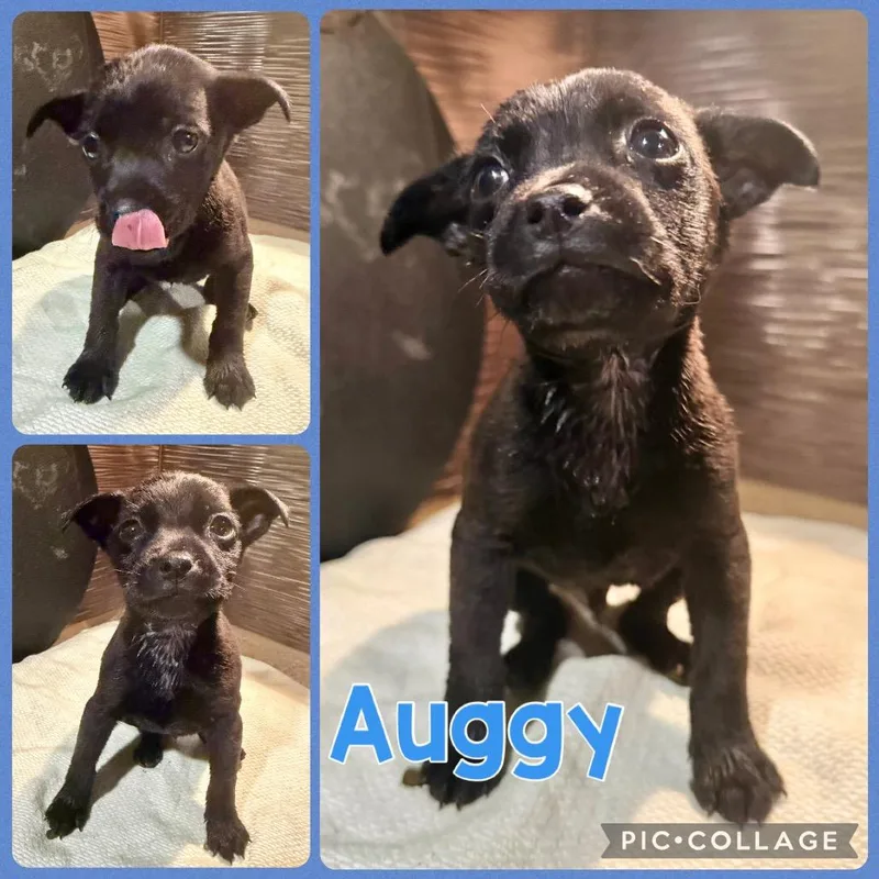 Auggy thumbnail 2