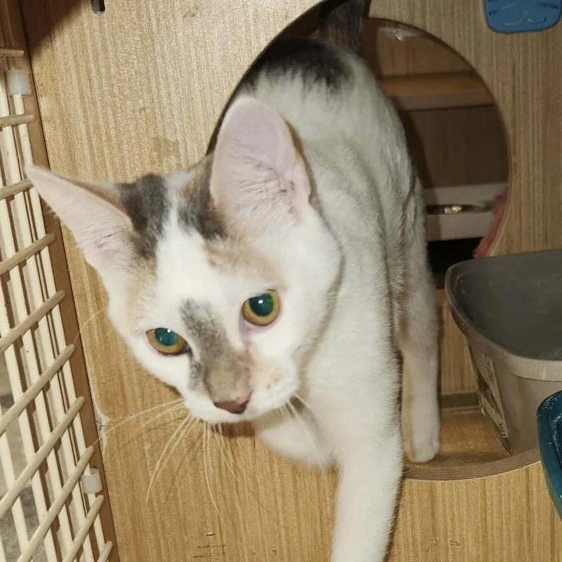 A baby small-sized female Domestic Short Hair cat named Tink for adoption in Dallas, TX