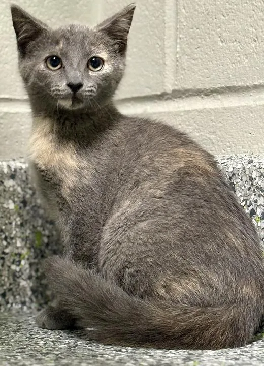 A baby medium-sized female Domestic Short Hair cat named Princess Bubblegum for adoption in Jackson, MI