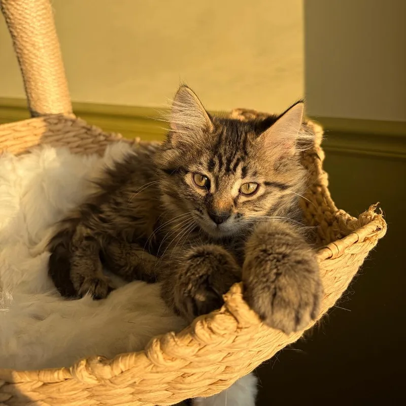 A baby small-sized female Brown / Chocolate Domestic Long Hair cat named Cassatt for adoption in Normal, IL