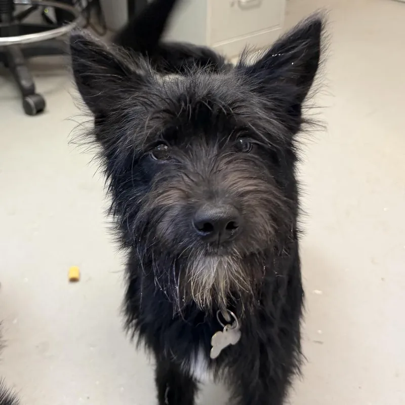 A baby small-sized male Black Giant Schnauzer dog named Brennan for adoption in Troy, VA